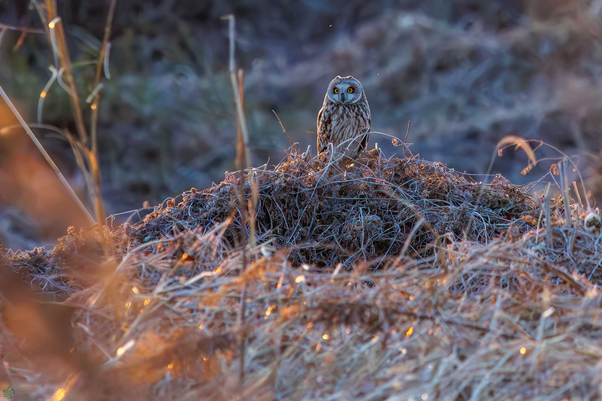 Short-eared Owl