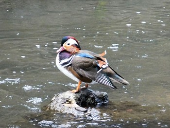 Mandarin Duck 長野県上田市 Wed, 9/22/2021