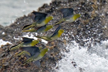 White-bellied Green Pigeon Terugasaki Beach Mon, 5/6/2024