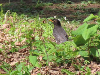 Japanese Thrush 荒沢湿原 Thu, 5/2/2024