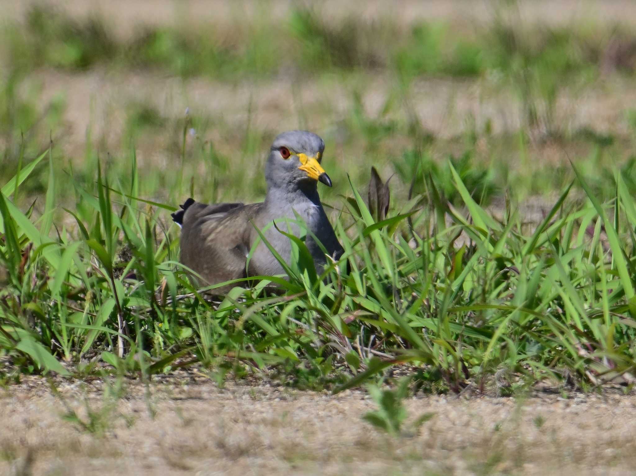 Grey-headed Lapwing