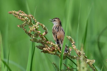 Zitting Cisticola 平城宮跡 Sun, 5/5/2024