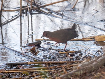 Ruddy-breasted Crake Kasai Rinkai Park Sat, 2/17/2024