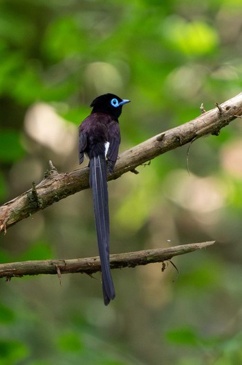 Black Paradise Flycatcher Unknown Spots Mon, 6/5/2023