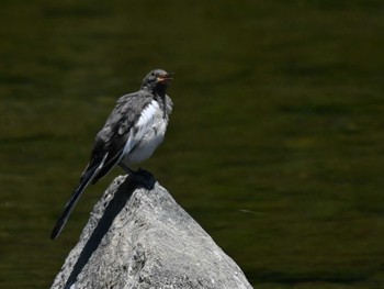 Japanese Wagtail 江津湖 Thu, 5/9/2024