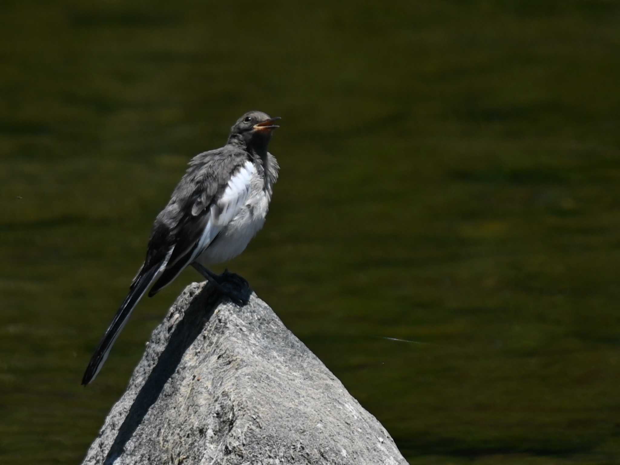 Japanese Wagtail