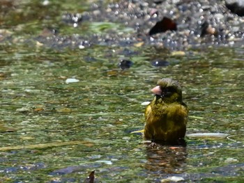 Grey-capped Greenfinch 江津湖 Thu, 5/9/2024