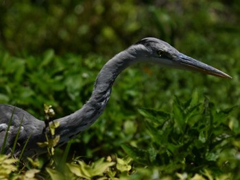 Grey Heron 江津湖 Thu, 5/9/2024