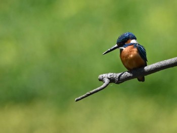 Common Kingfisher 江津湖 Thu, 5/9/2024