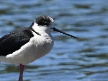 Black-winged Stilt 江津湖 Thu, 5/9/2024