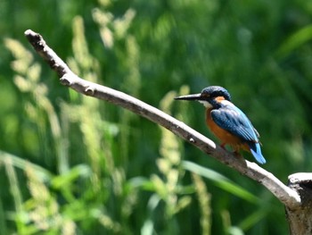 Common Kingfisher 江津湖 Thu, 5/9/2024