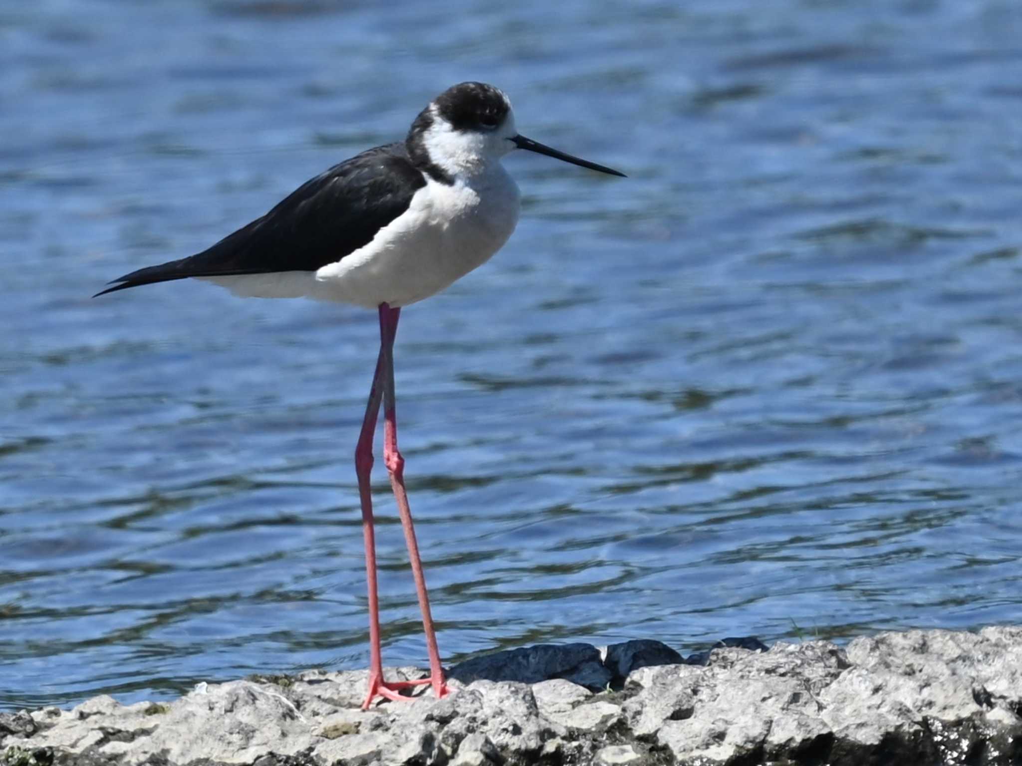 Black-winged Stilt