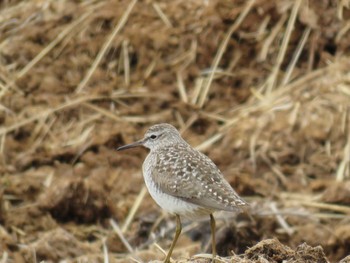 Wood Sandpiper 函館市石倉町 Wed, 5/8/2024