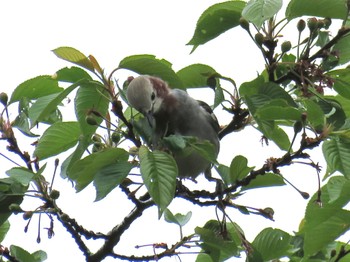 Chestnut-cheeked Starling 富士山麓 Thu, 5/9/2024