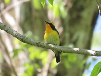 Narcissus Flycatcher 荒沢湿原 Thu, 5/2/2024