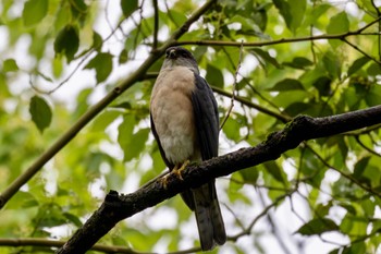 Japanese Sparrowhawk Akigase Park Thu, 5/9/2024