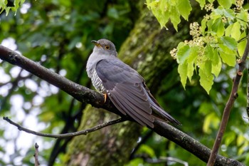 Common Cuckoo Akigase Park Thu, 5/9/2024