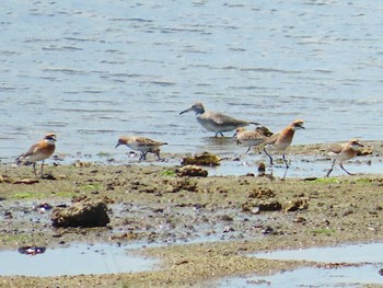 Red-necked Stint Osaka Nanko Bird Sanctuary Thu, 5/9/2024