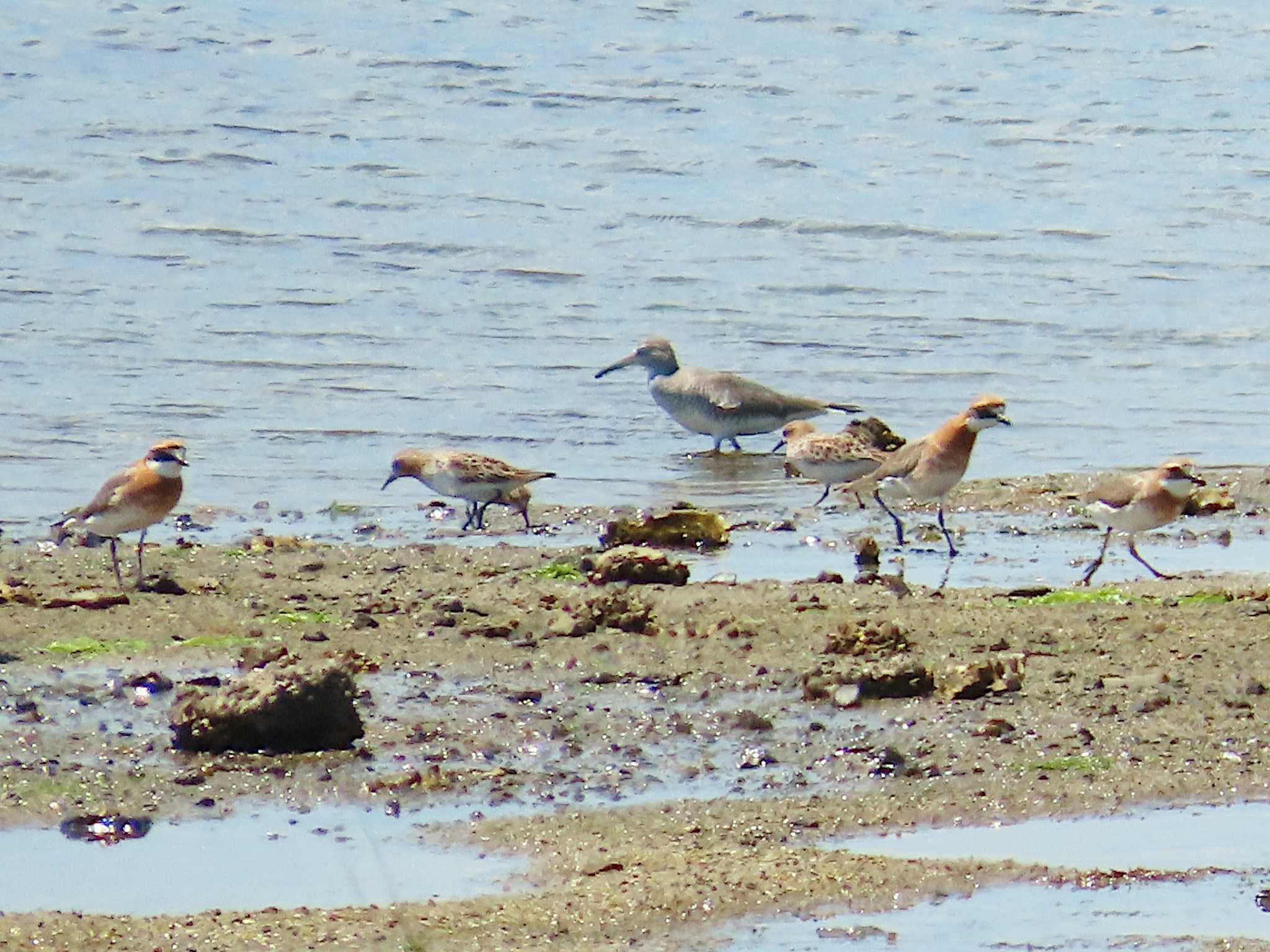 Photo of Red-necked Stint at Osaka Nanko Bird Sanctuary by Toshihiro Yamaguchi