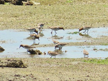 Red-necked Stint Osaka Nanko Bird Sanctuary Thu, 5/9/2024