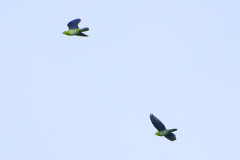 White-bellied Green Pigeon 厚木七沢森林公園 Tue, 5/7/2024