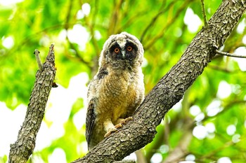 Long-eared Owl Watarase Yusuichi (Wetland) Mon, 5/6/2024