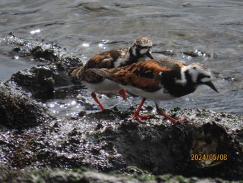 Ruddy Turnstone 東京湾 Wed, 5/8/2024