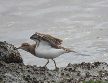 Common Sandpiper 東京湾 Wed, 5/8/2024