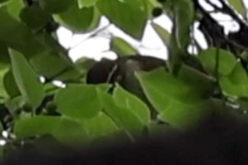 Sakhalin Leaf Warbler 近所 Thu, 4/25/2024