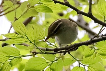 Eastern Crowned Warbler 近所 Tue, 4/23/2024