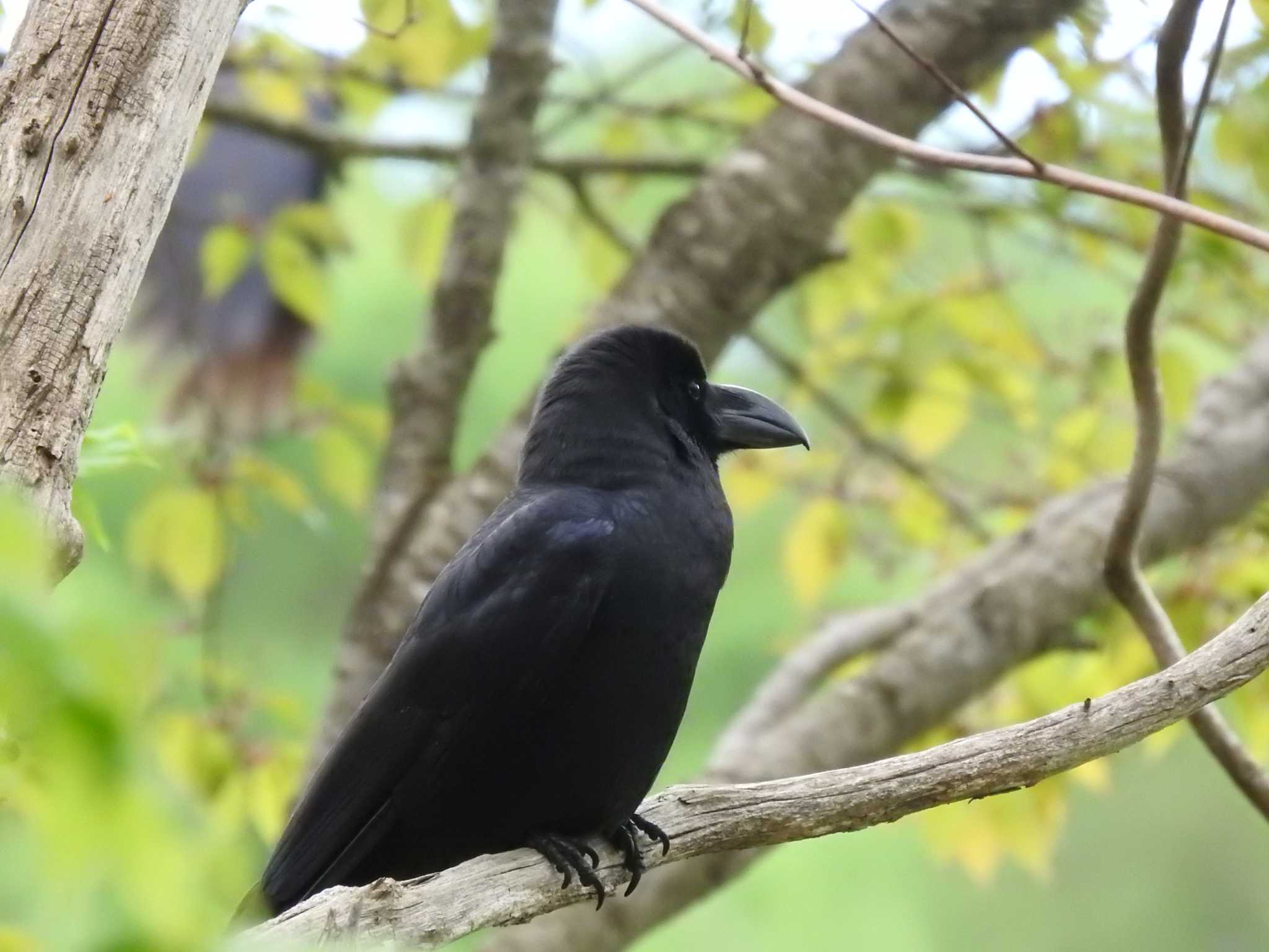 Large-billed Crow