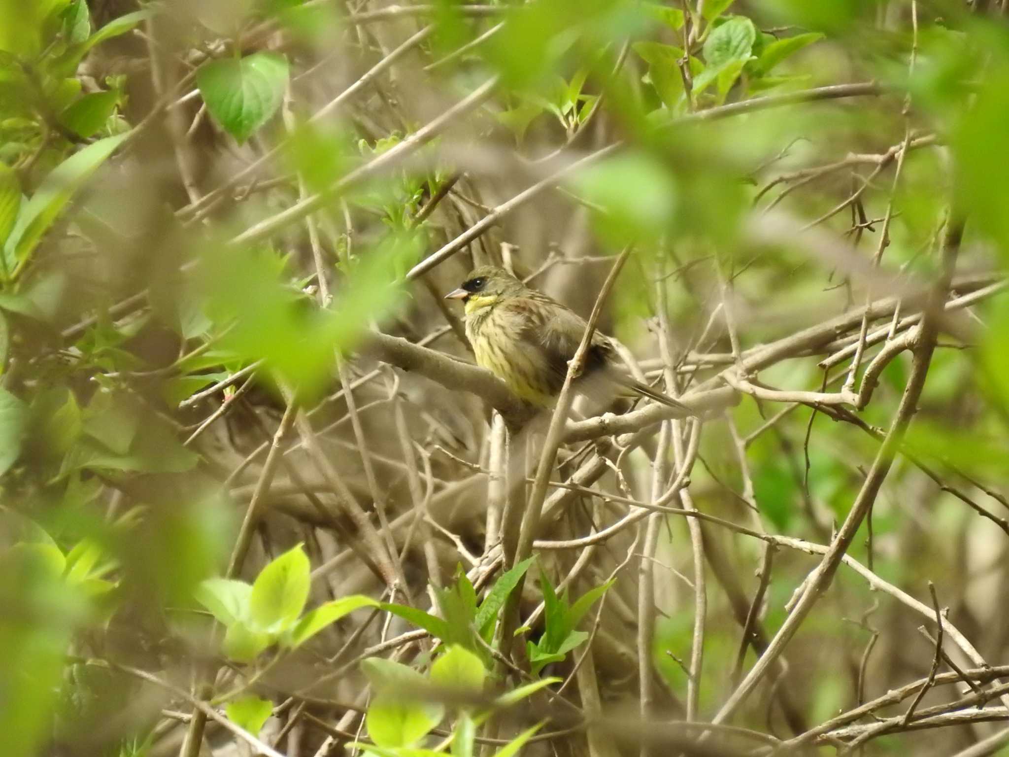 Masked Bunting