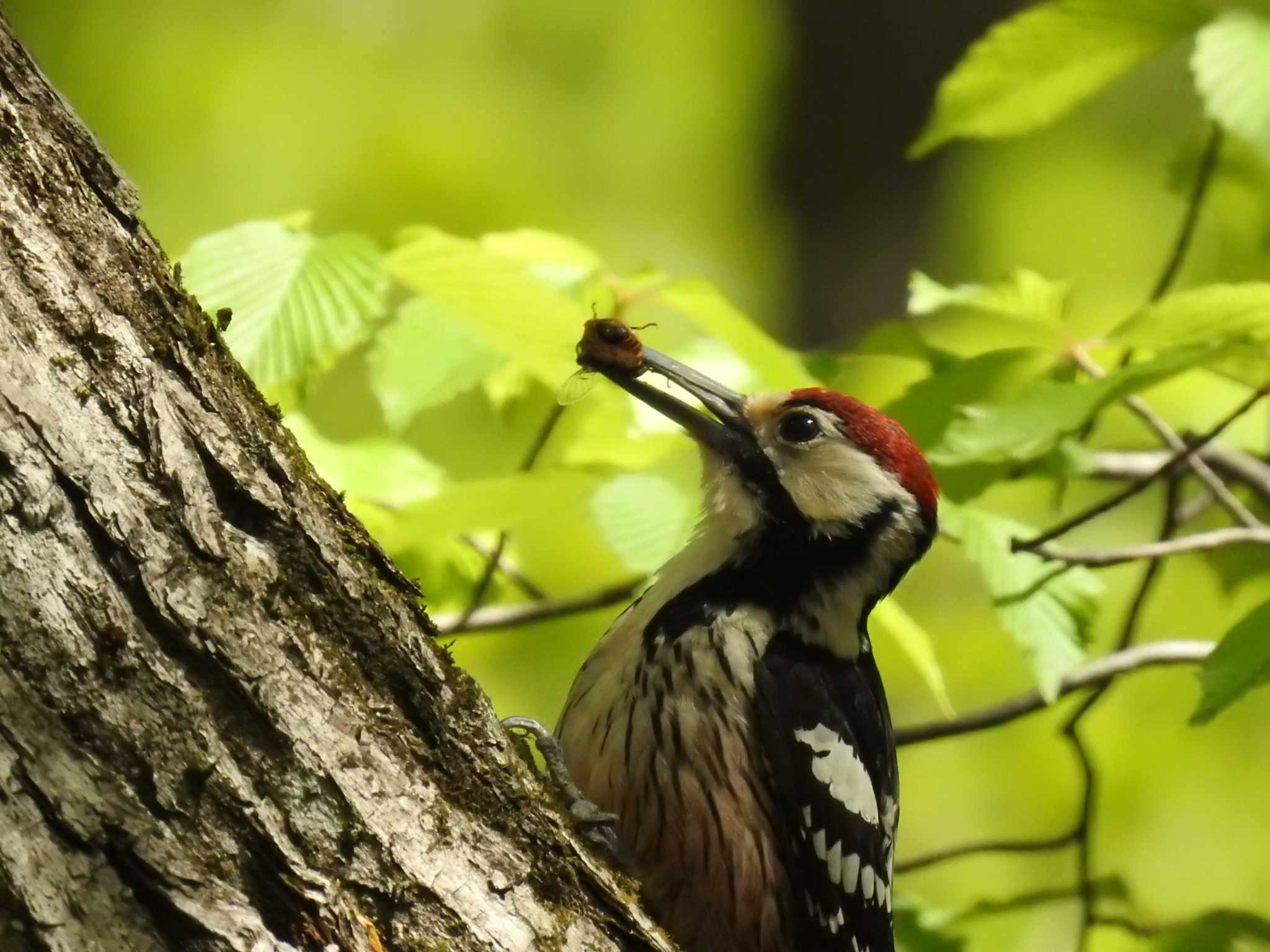 White-backed Woodpecker(subcirris)