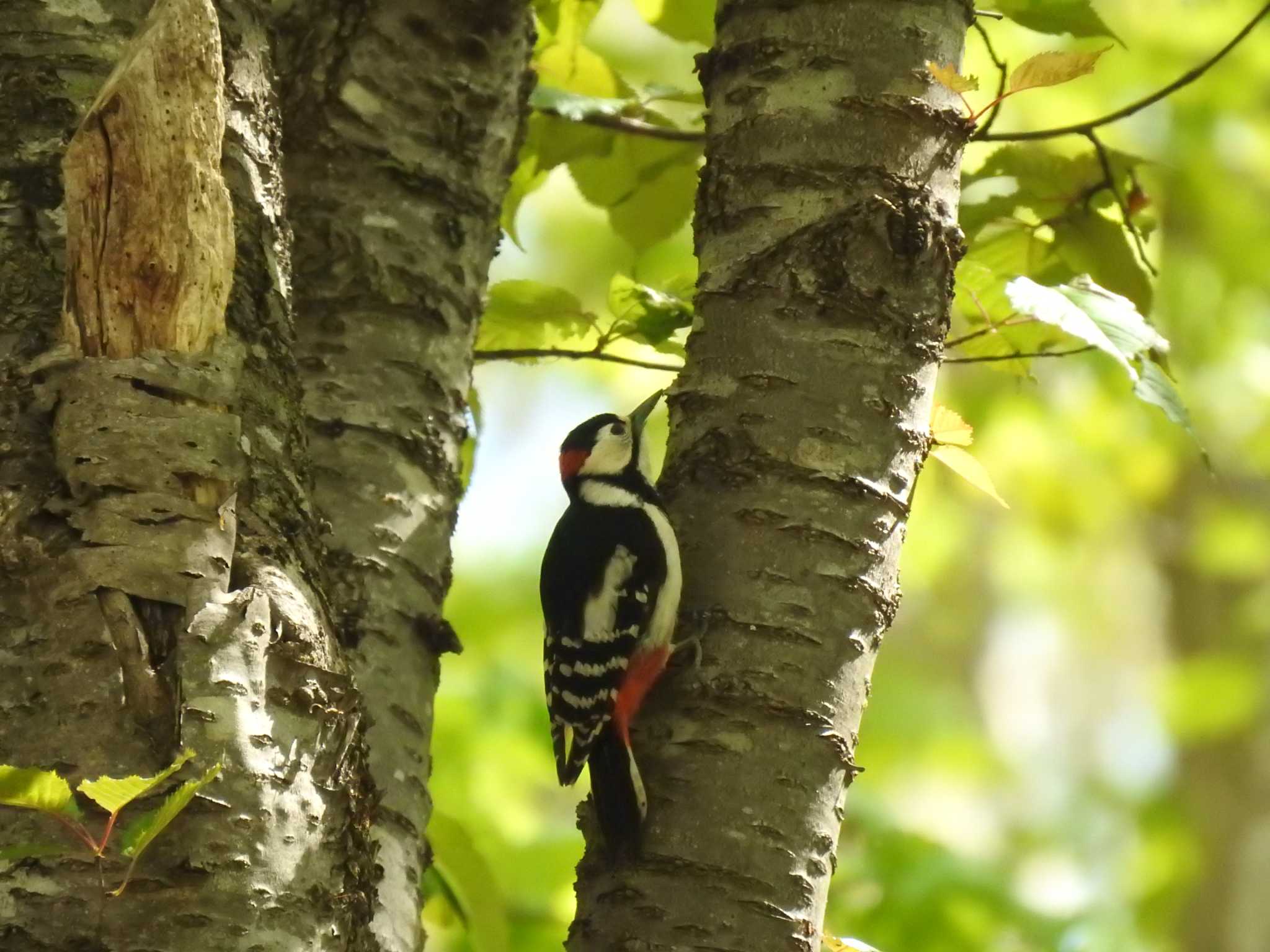 Great Spotted Woodpecker(japonicus)