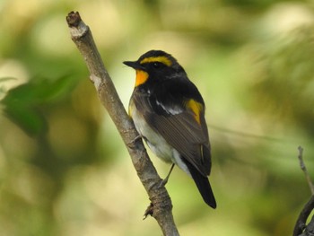 2024年5月9日(木) 道南四季の杜公園の野鳥観察記録