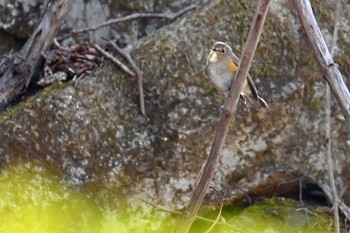 Red-flanked Bluetail 大蔵高丸 Sat, 5/4/2024