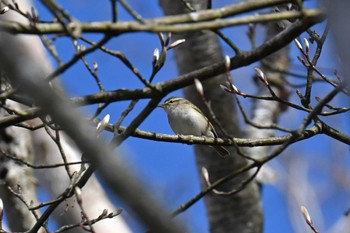 Sakhalin Leaf Warbler 大蔵高丸 Sat, 5/4/2024