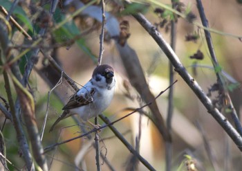 Eurasian Tree Sparrow Kitamoto Nature Observation Park Tue, 11/20/2012