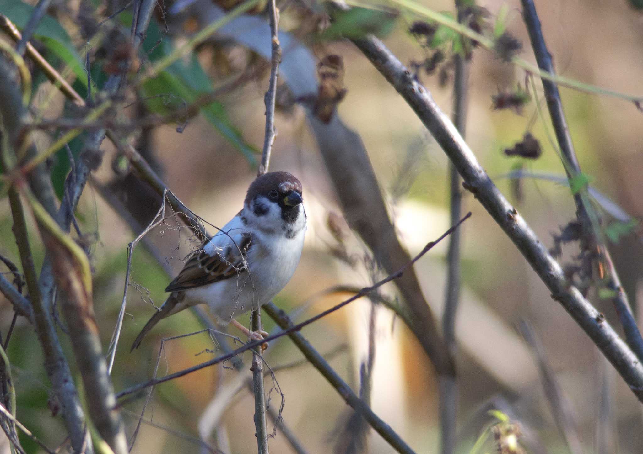 Eurasian Tree Sparrow