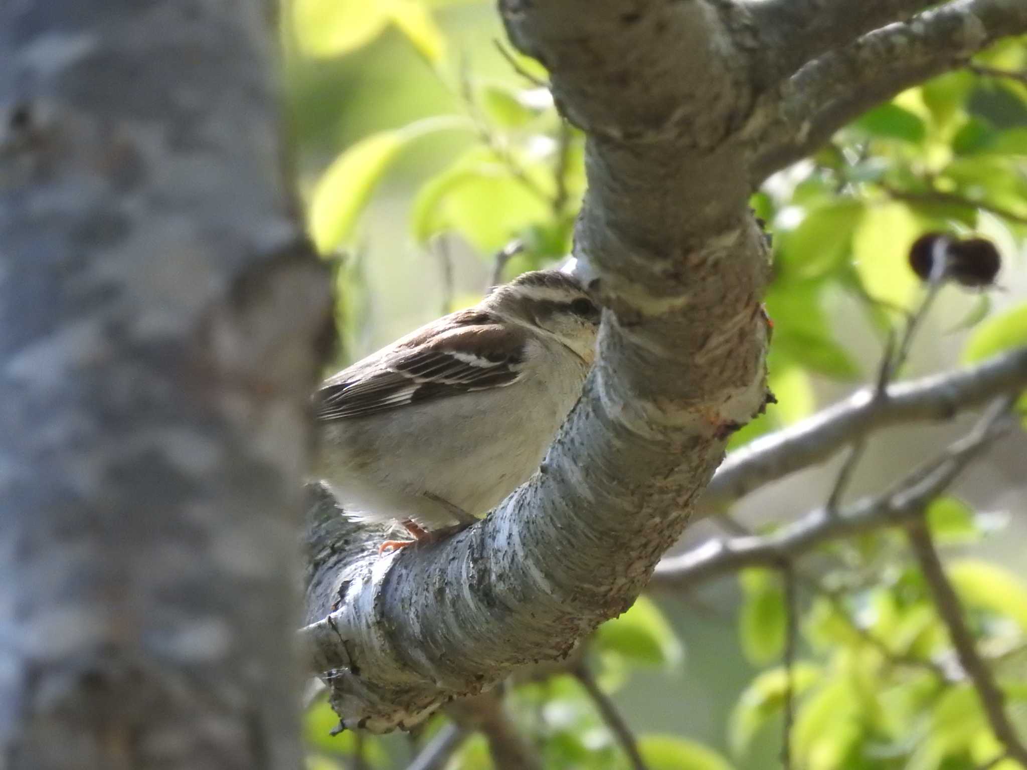 Russet Sparrow