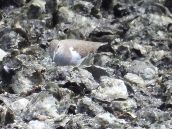 イソシギ 東京港野鳥公園 2024年5月9日(木)