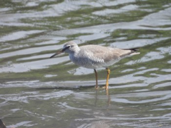 Grey-tailed Tattler Tokyo Port Wild Bird Park Thu, 5/9/2024