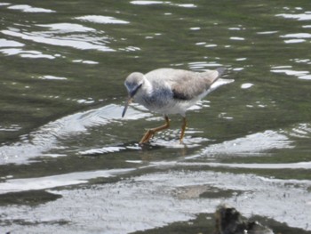Grey-tailed Tattler Tokyo Port Wild Bird Park Thu, 5/9/2024