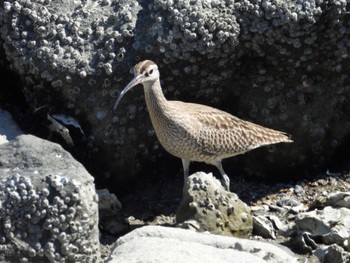 チュウシャクシギ 東京港野鳥公園 2024年5月9日(木)