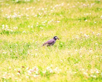 White-cheeked Starling Oizumi Ryokuchi Park Thu, 5/9/2024