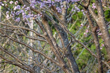 Grey-headed Woodpecker Nishioka Park Mon, 4/29/2024