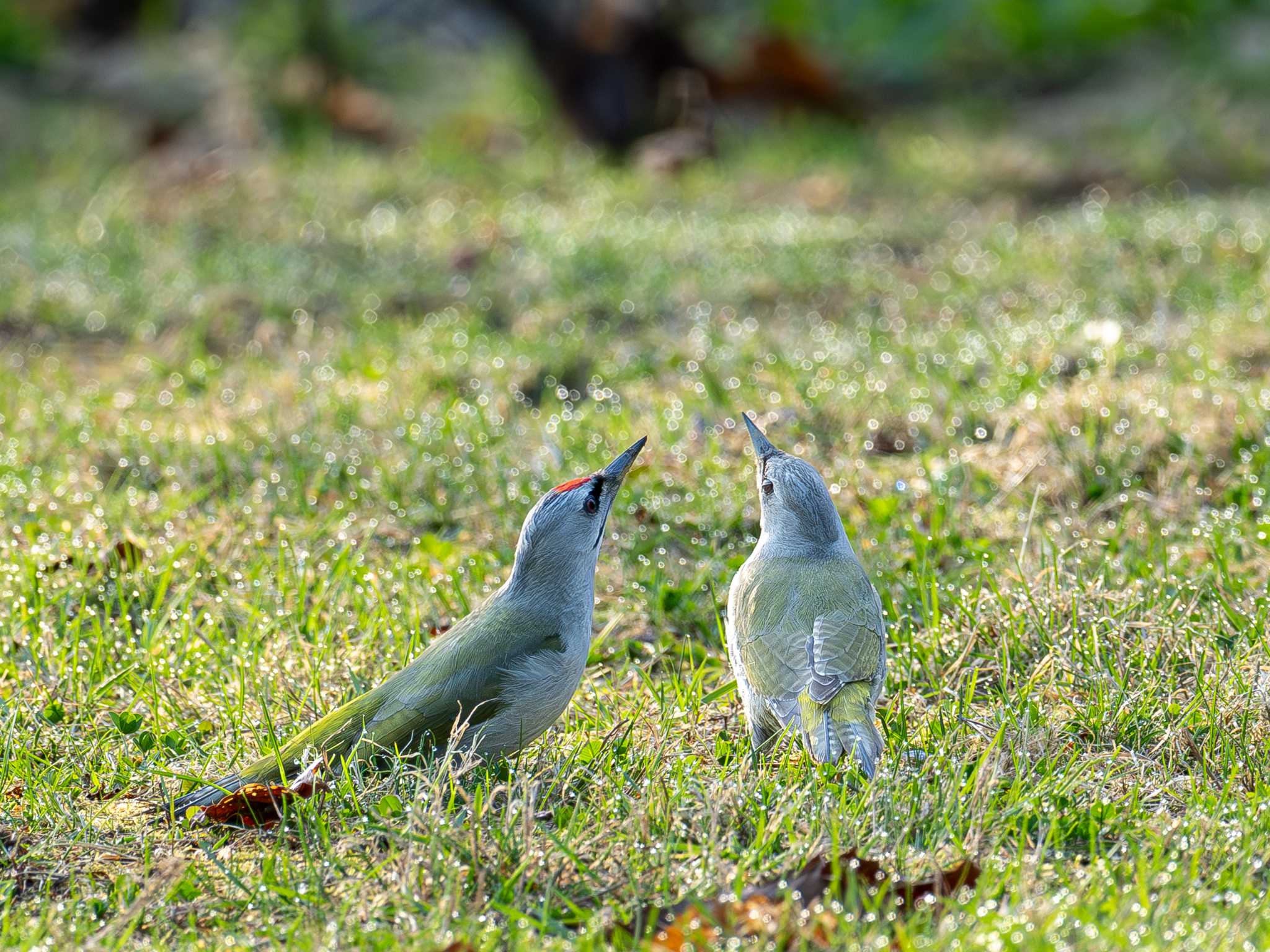 Photo of Grey-headed Woodpecker at Nishioka Park by North* Star*