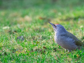Grey-headed Woodpecker Nishioka Park Mon, 4/29/2024