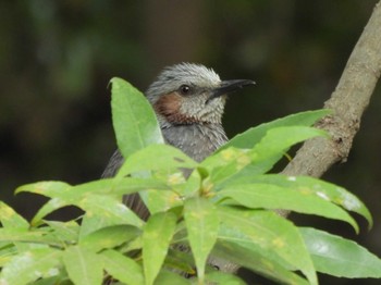 Brown-eared Bulbul 本門寺公園 Sun, 4/21/2024