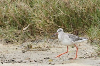 Thu, 3/28/2024 Birding report at 大瀬海岸(奄美大島)